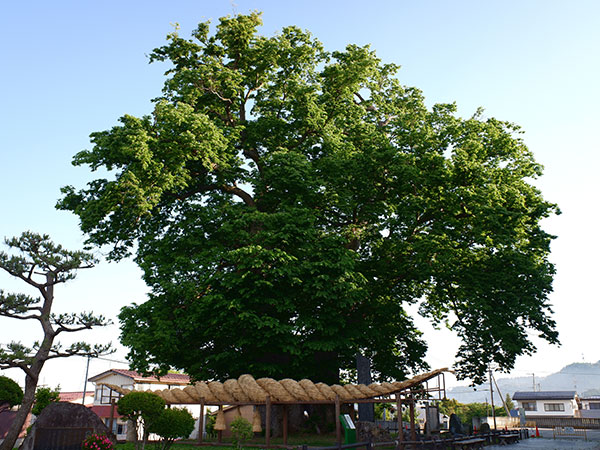国の特別天然記念物 東根の大ケヤキ