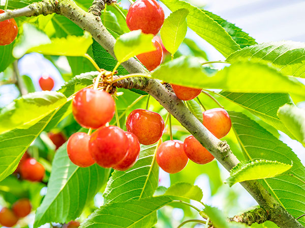 たわわに実るさくらんぼ